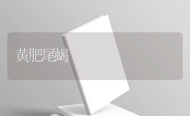 黄肥尾蝎 | 动物养殖学堂