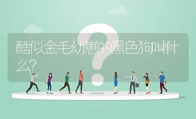 酷似金毛幼崽的黑色狗叫什么？ | 动物养殖问答