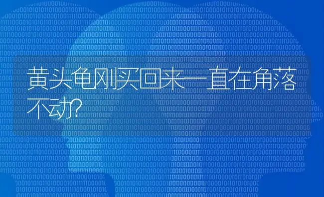 黄头龟刚买回来一直在角落不动？ | 动物养殖问答