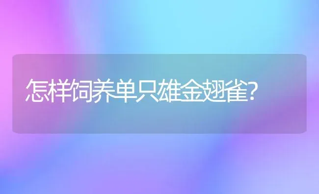 怎样饲养单只雄金翅雀？ | 动物养殖问答