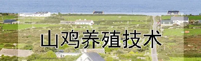 山鸡养殖技术