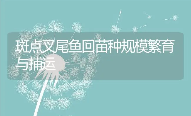 牙鲆的养殖 | 海水养殖技术