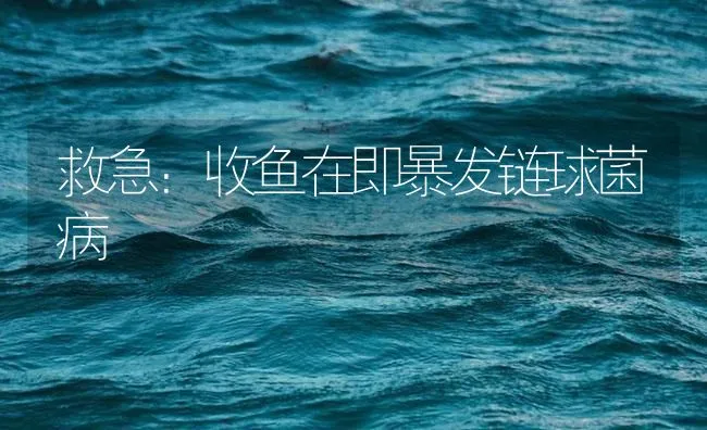 救急：收鱼在即暴发链球菌病 | 海水养殖技术