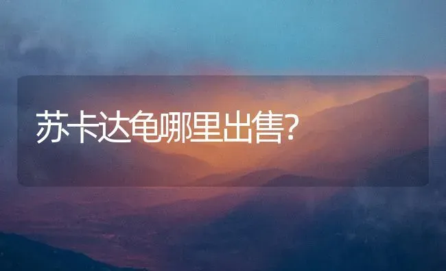 苏卡达龟哪里出售？ | 动物养殖问答