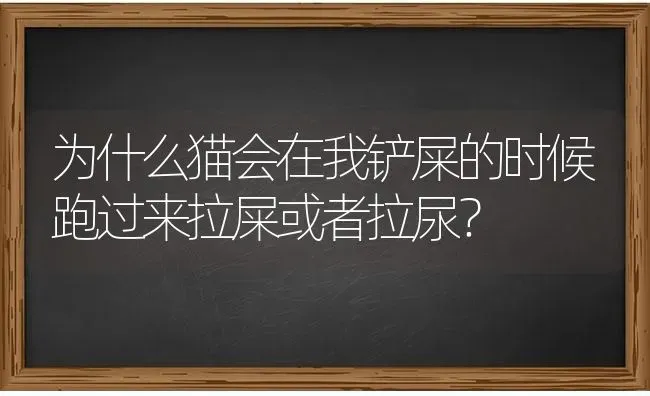 萨摩耶与土狗的串串长大漂亮吗，长的到多大？ | 动物养殖问答