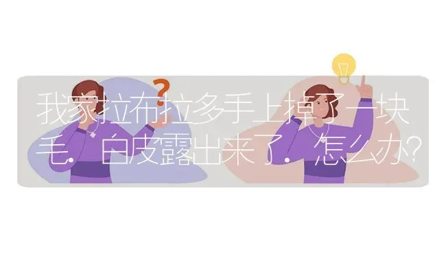 我家拉布拉多手上掉了一块毛.白皮露出来了.怎么办？ | 动物养殖问答