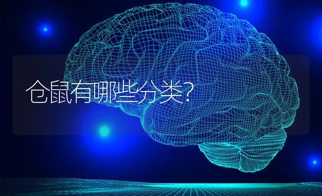 仓鼠有哪些分类？ | 动物养殖问答