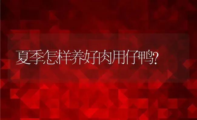 夏季怎样养好肉用仔鸭？ | 动物养殖教程