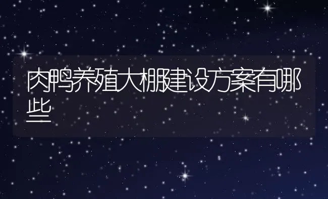 肉鸭养殖大棚建设方案有哪些 | 动物养殖百科