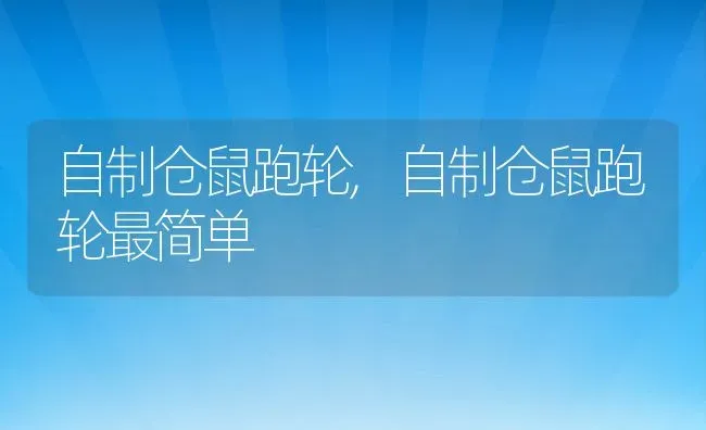 自制仓鼠跑轮,自制仓鼠跑轮最简单 | 宠物百科知识