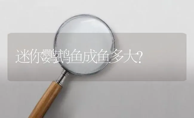 迷你鹦鹉鱼成鱼多大？ | 鱼类宠物饲养