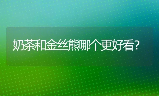 奶茶和金丝熊哪个更好看？ | 动物养殖问答