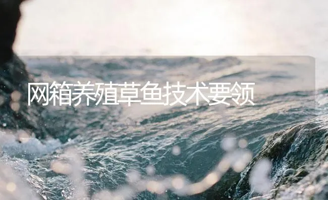 网箱养殖草鱼技术要领 | 海水养殖技术