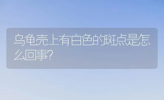 乌龟壳上有白色的斑点是怎么回事？ | 动物养殖问答