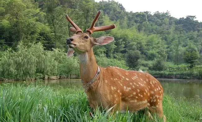 梅花鹿养殖前景和风险提醒