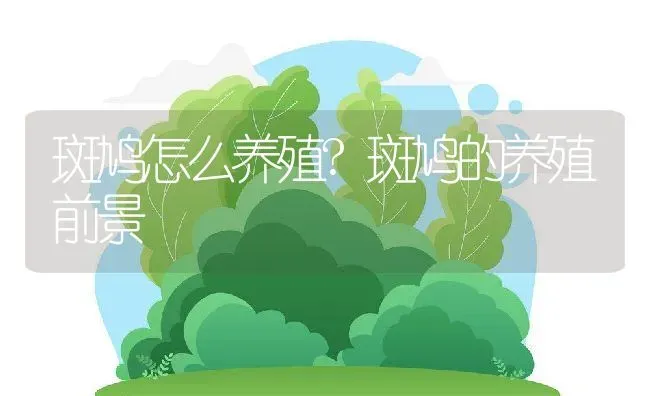 斑鸠怎么养殖?斑鸠的养殖前景 | 动物养殖百科