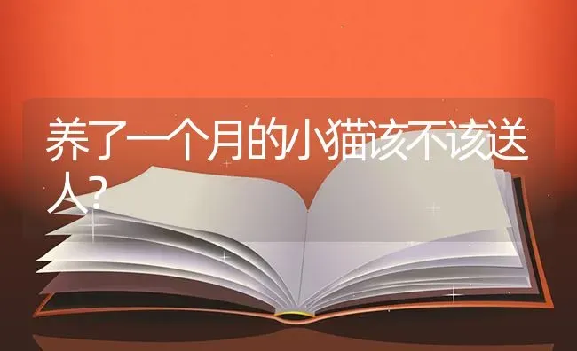 养了一个月的小猫该不该送人？ | 动物养殖问答