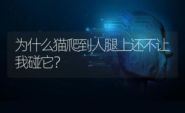 为什么猫爬到人腿上还不让我碰它？ | 动物养殖问答