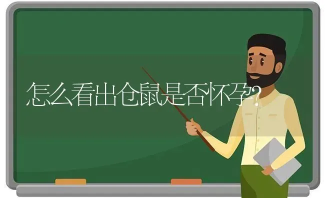 怎么看出仓鼠是否怀孕？ | 动物养殖问答