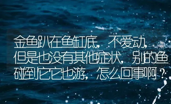 金鱼趴在鱼缸底，不爱动，但是也没有其他症状，别的鱼碰到它它也游，怎么回事啊？ | 鱼类宠物饲养