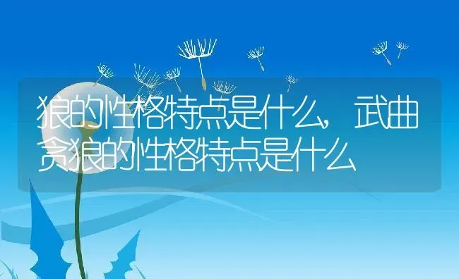 狼的性格特点是什么,武曲贪狼的性格特点是什么 | 宠物百科知识