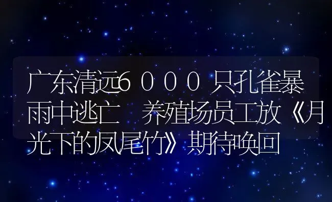 广东清远6000只孔雀暴雨中逃亡 养殖场员工放《月光下的凤尾竹》期待唤回 | 动物养殖百科