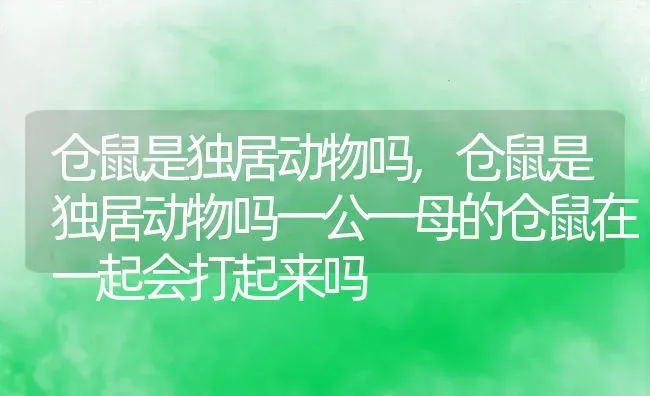 仓鼠是独居动物吗,仓鼠是独居动物吗一公一母的仓鼠在一起会打起来吗 | 宠物百科知识