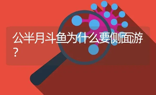 公半月斗鱼为什么要侧面游？ | 鱼类宠物饲养