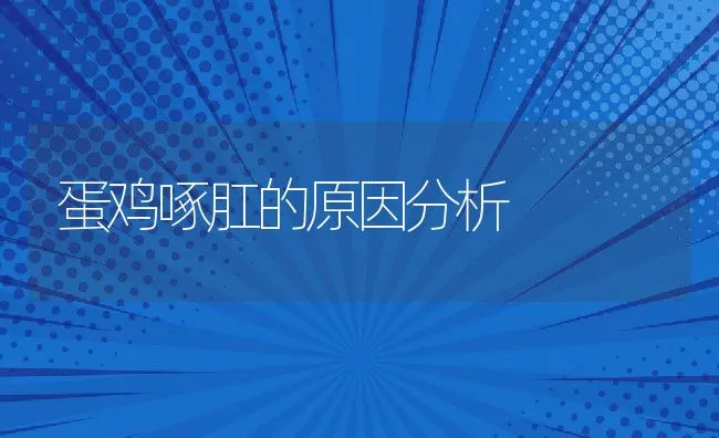 蛋鸡啄肛的原因分析 | 动物养殖学堂