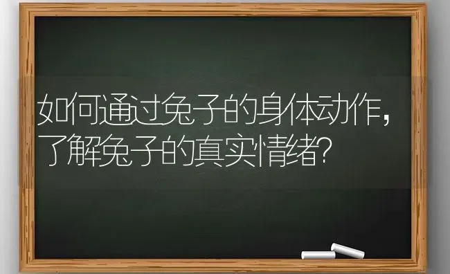 如何通过兔子的身体动作，了解兔子的真实情绪？ | 动物养殖问答