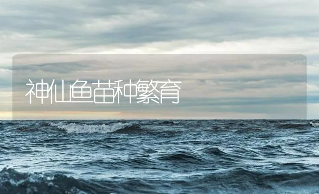 神仙鱼苗种繁育 | 海水养殖技术