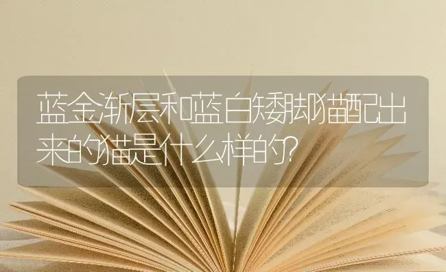 蓝金渐层和蓝白矮脚猫配出来的猫是什么样的？ | 动物养殖问答