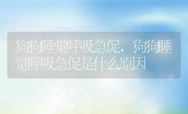 狗狗睡觉呼吸急促,狗狗睡觉呼吸急促是什么原因 | 宠物百科知识