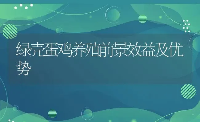 绿壳蛋鸡养殖前景效益及优势 | 动物养殖百科