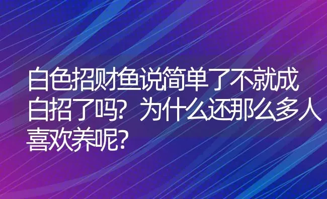 白色招财鱼说简单了不就成白招了吗?为什么还那么多人喜欢养呢？ | 鱼类宠物饲养