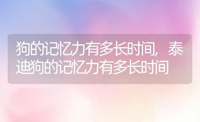 狗的记忆力有多长时间,泰迪狗的记忆力有多长时间 | 宠物百科知识