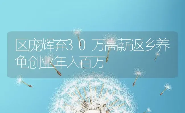 区庞辉弃30万高薪返乡养龟创业年入百万 | 动物养殖百科