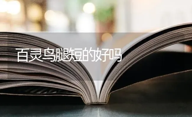 百灵鸟腿短的好吗 | 动物养殖问答