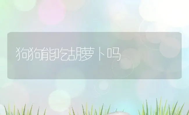 狗狗能吃胡萝卜吗 | 宠物百科知识