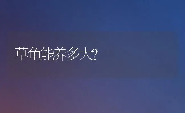 柯基犬好养还是泰迪？ | 动物养殖问答