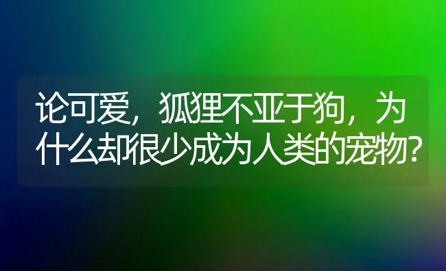 论可爱，狐狸不亚于狗，为什么却很少成为人类的宠物？ | 动物养殖问答