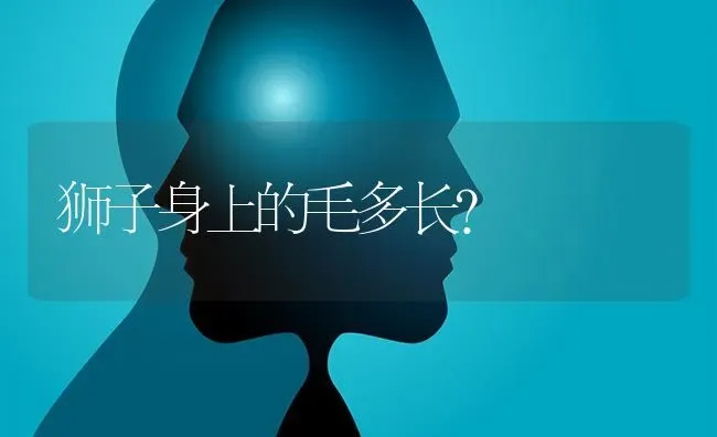 狮子身上的毛多长？ | 动物养殖问答