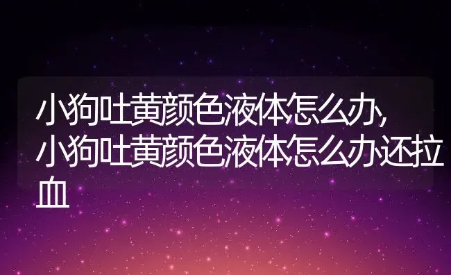 小狗吐黄颜色液体怎么办,小狗吐黄颜色液体怎么办还拉血 | 宠物百科知识