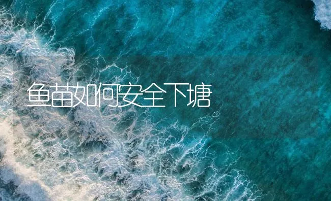 鱼苗如何安全下塘 | 海水养殖技术