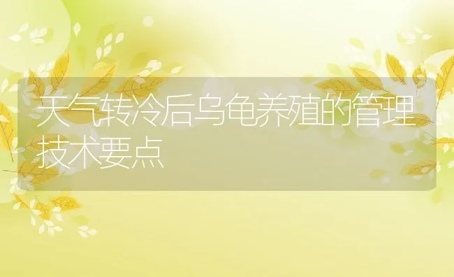 天气转冷后乌龟养殖的管理技术要点 | 动物养殖饲料