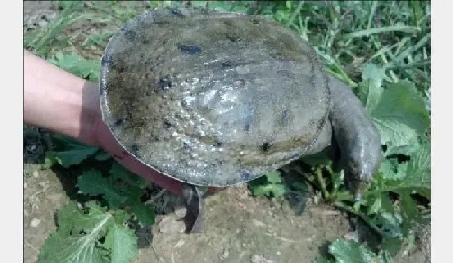 中医药在龟鳖养殖中的应用