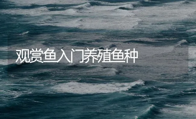 观赏鱼入门养殖鱼种 | 海水养殖技术