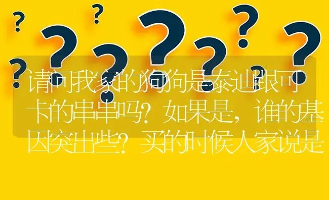 请问我家的狗狗是泰迪跟可卡的串串吗?如果是，谁的基因突出些?买的时候人家说是泰迪？ | 动物养殖问答