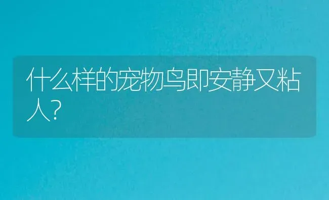 什么样的宠物鸟即安静又粘人？ | 鱼类宠物饲养