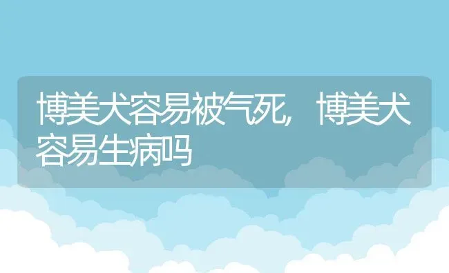 博美犬容易被气死,博美犬容易生病吗 | 宠物百科知识